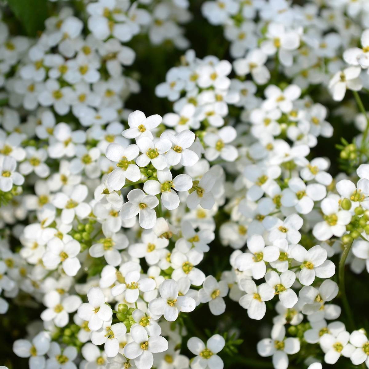 Graines d'Alysse odorant Sweet White - Lobularia maritima le sachet de 6400 graines environ (3g)