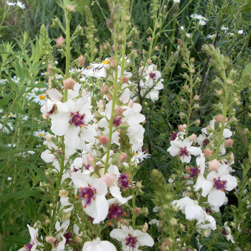 Graines de Molène blattaire - Verbascum blattaria f. albiflora le sachet de 1100 graines environ (0,2g)