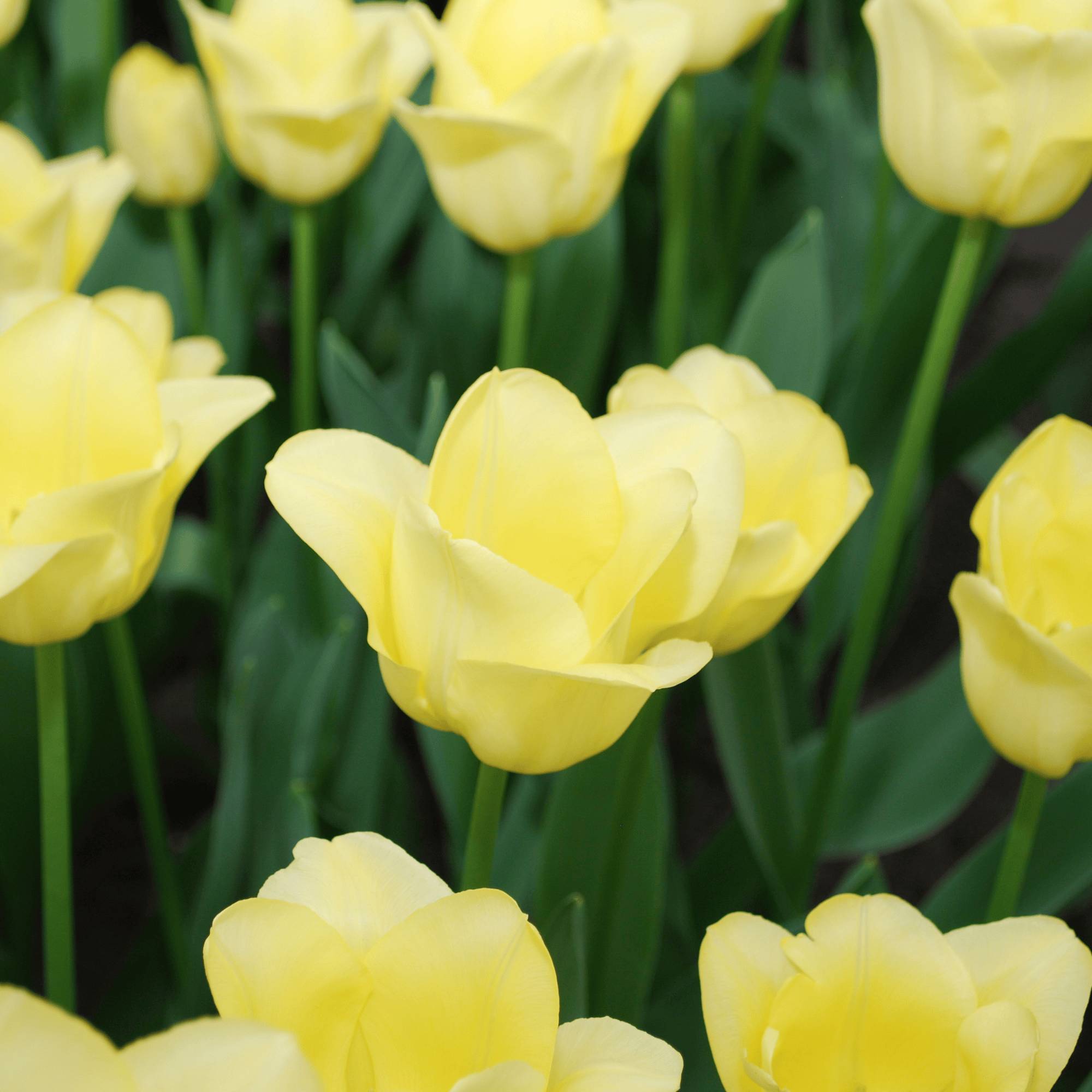 La Green Touch - Tulipe World Friendship - 20 bulbes