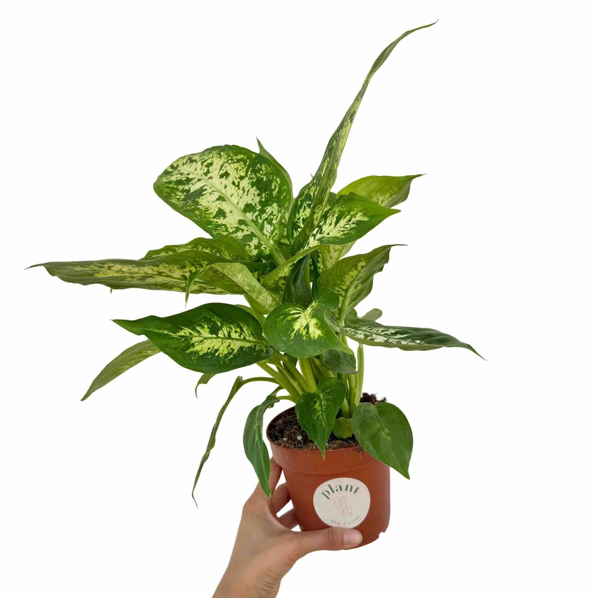 Dieffenbachia Mars - Pot de 12cm - Plantes d'intérieur - Image 1