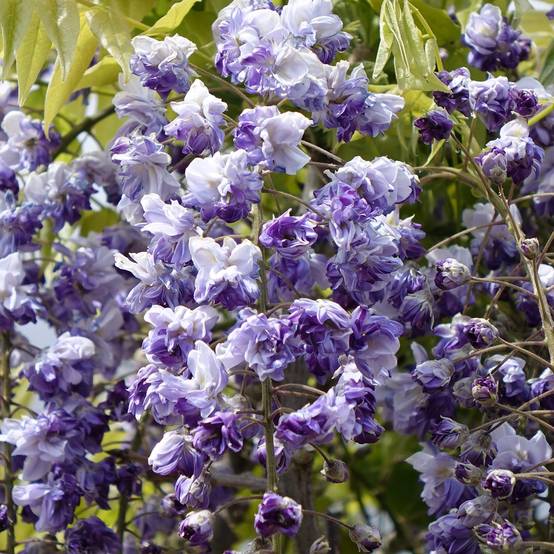 Glycine Grande Diva Cecilia - Wisteria (x) venusta Pot de 4L/5L