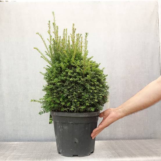 Taxus baccata formé en boule - Topiaire d'if Pot de 7,5L/10L, Boule - Image 2