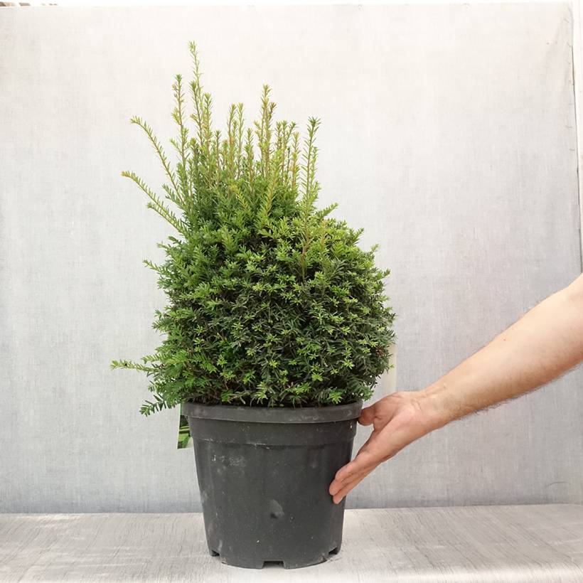 Taxus baccata formé en boule - Topiaire d'if Pot de 7,5L/10L, Boule - Image 2
