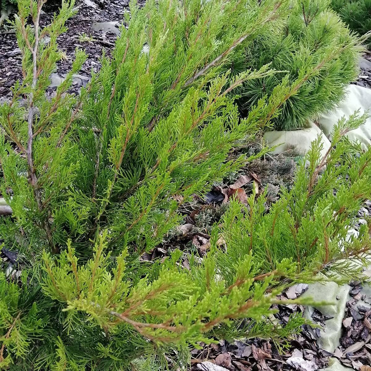 Genévrier - Juniperus x media Mint Julep Pot de 2L/3L - Image 1