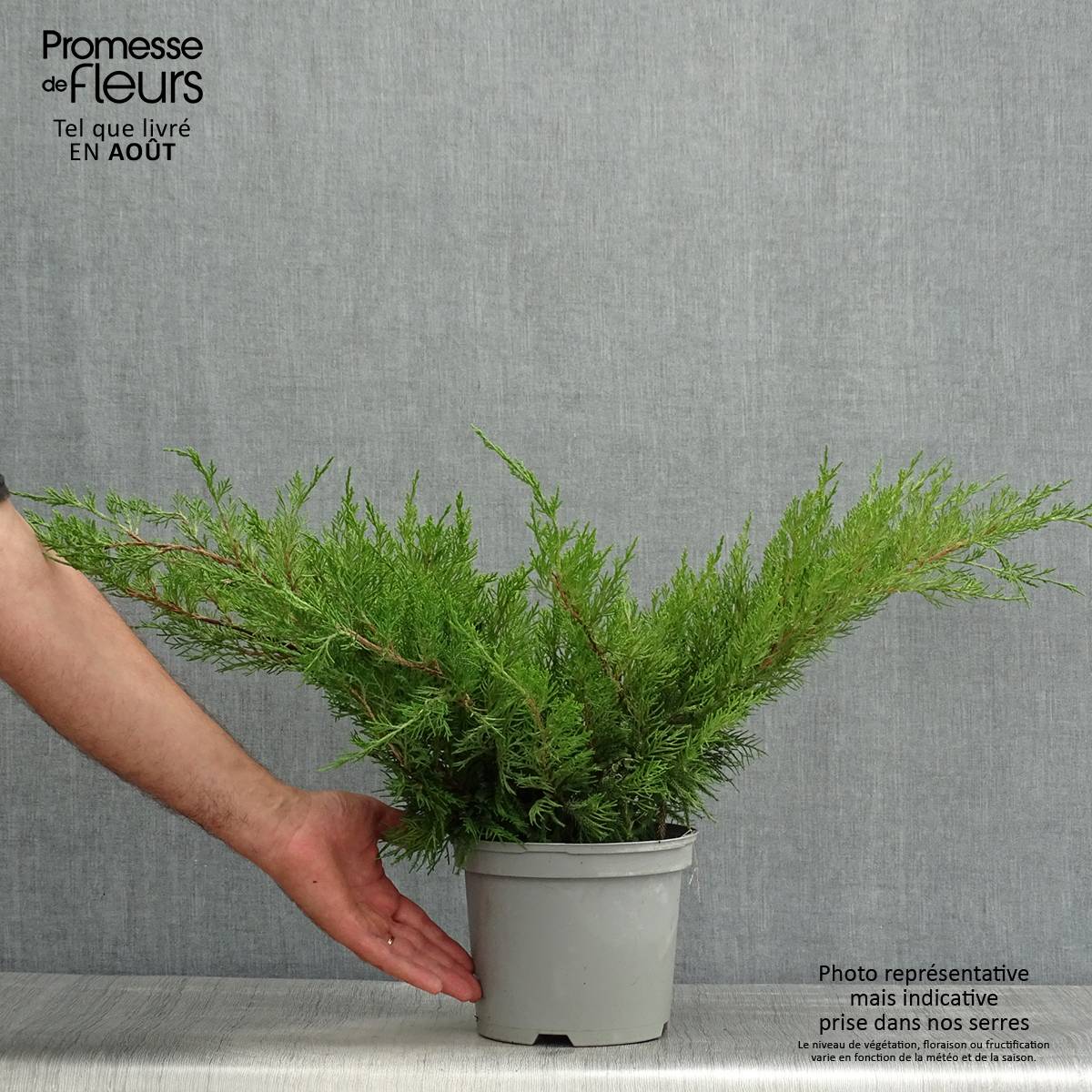 Genévrier - Juniperus x media Mint Julep Pot de 2L/3L - Image 2