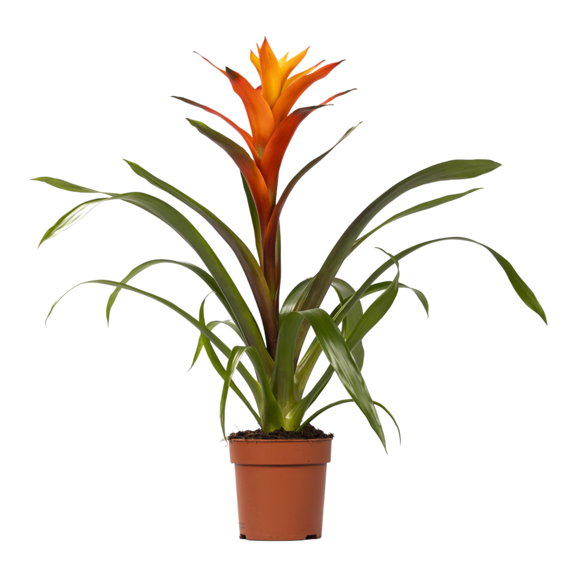 Guzmania Variada 50cm - Plante d'intérieur- La Green Touch - Image 1