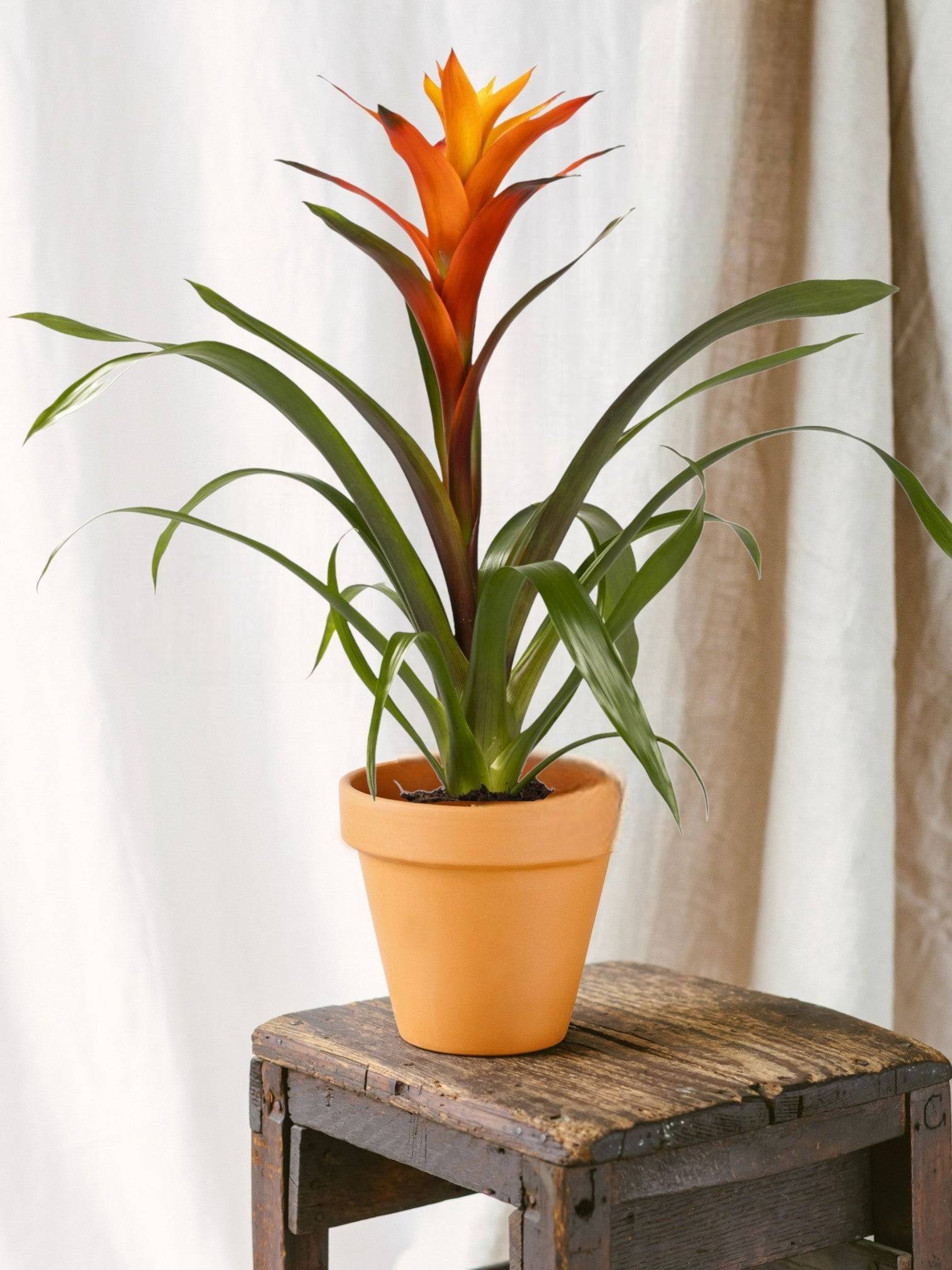 Guzmania Variada 50cm - Plante d'intérieur- La Green Touch - Image 2