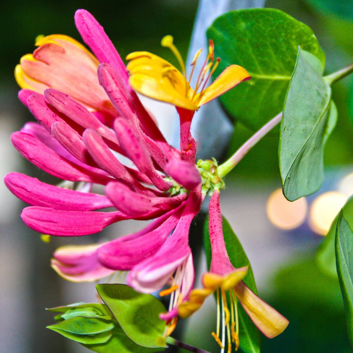 Chèvrefeuille heckrotii Gold Flame - Lonicera Pot de 2L/3L