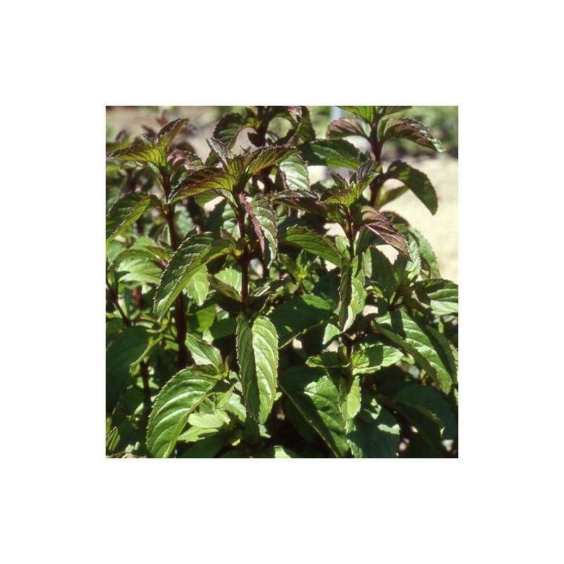 Menthe bergamote à fleurs Rose - feuillage Caduc - Godet - 5/20 cm-  hauteur à maturité De 0,15 m à 0,50 m - Image 1