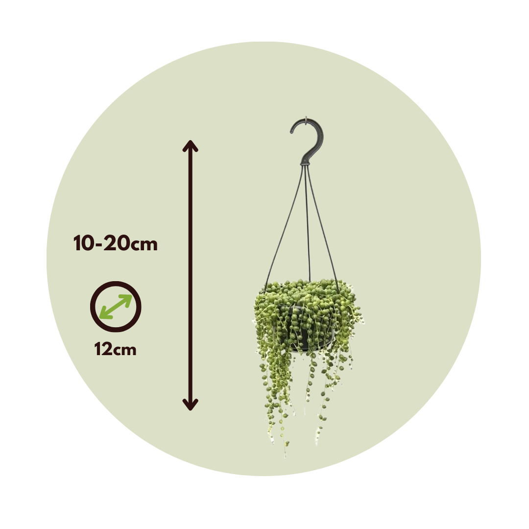 Plant In A Box - Plante collier de perles - Senecio rowleyanus - Hauteur 10-20cm - ⌀12cm - Image 6