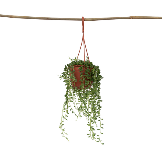 Plant In A Box - Plante collier de perles - Senecio rowleyanus - Hauteur 10-20cm - ⌀12cm - Image 1