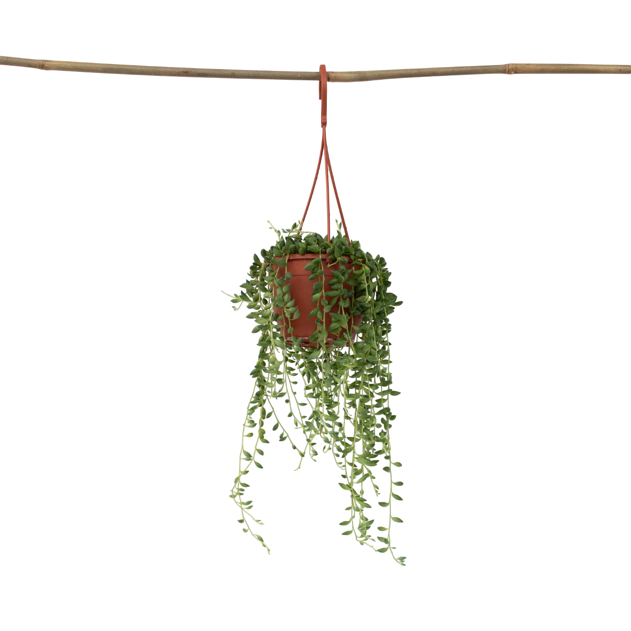 Plant In A Box - Plante collier de perles - Senecio rowleyanus - Hauteur 10-20cm - ⌀12cm
