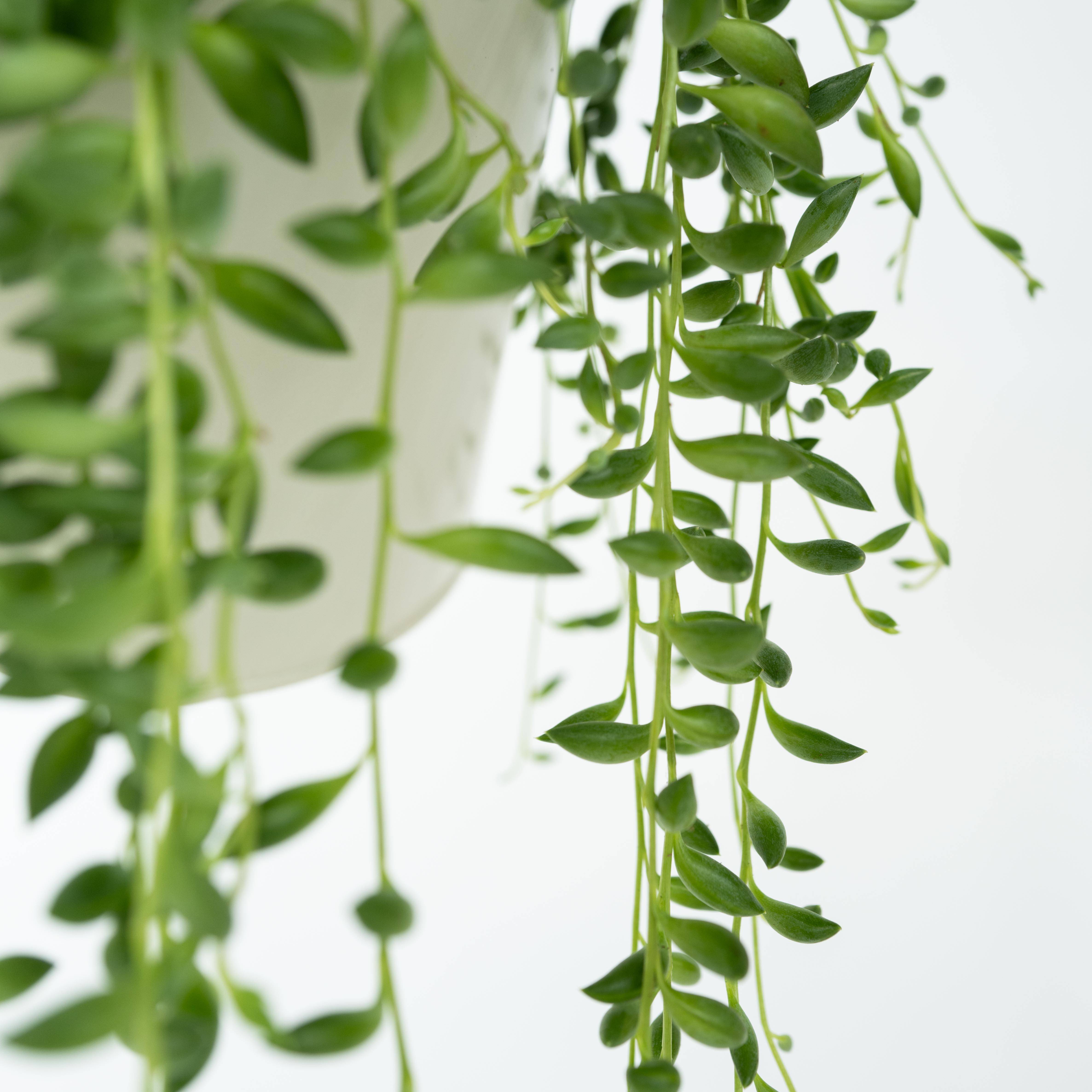 Plant In A Box - Plante collier de perles - Senecio rowleyanus - Hauteur 10-20cm - ⌀12cm - Image 5