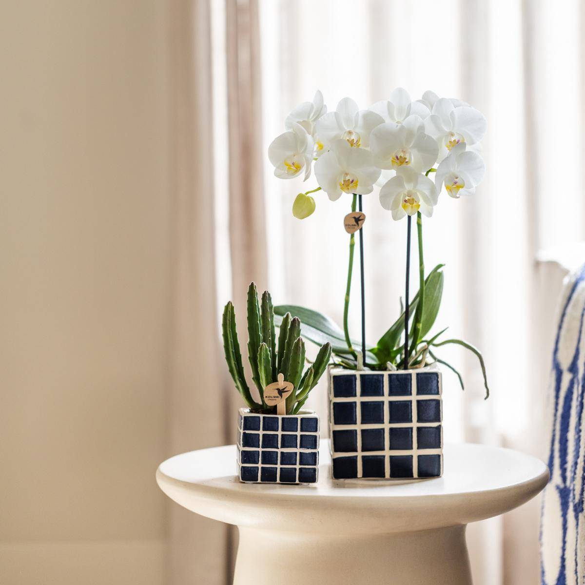 La Green Touch - Orchidée Amabilis Blanche et son pot- La Green Touch Bleu mosaique - Hauteur 35cm - Image 5