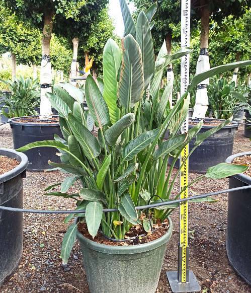 Sans Marque - Strelitzia reginae (oiseaux du paradis) Taille:Pot de 3 litres ? 60/80 cm - Couleur floraison:orange et bleu - Image 4