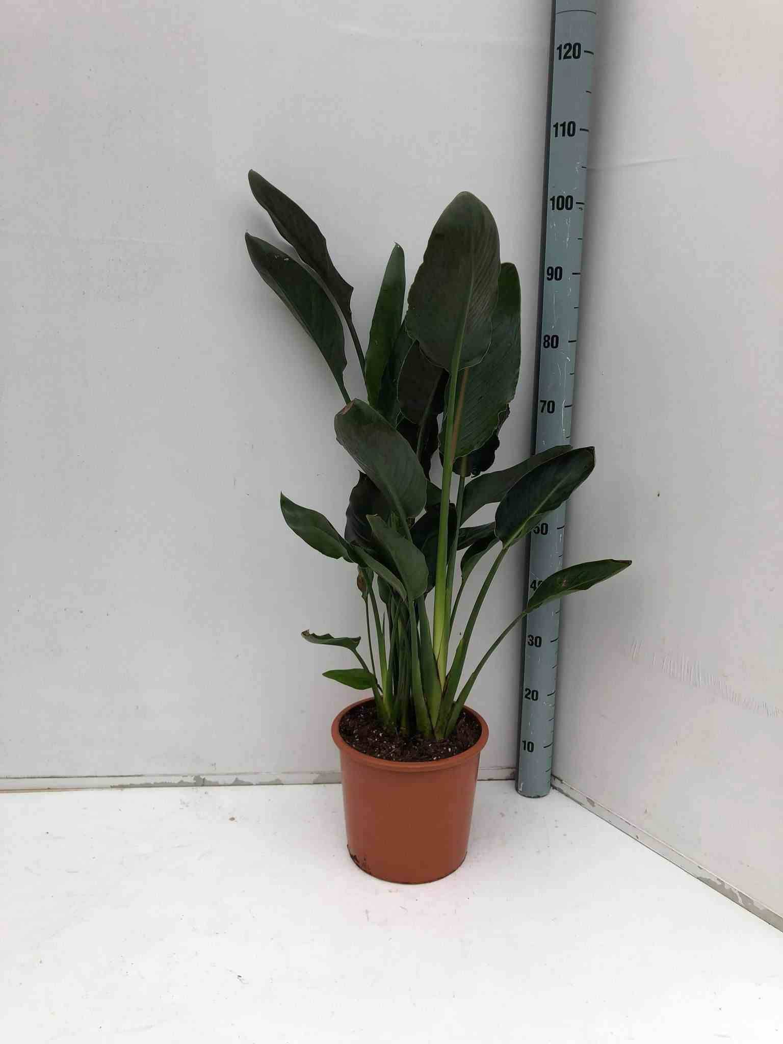 Sans Marque - Strelitzia reginae (oiseaux du paradis) Taille:Pot de 3 litres ? 60/80 cm - Couleur floraison:orange et bleu - Image 1