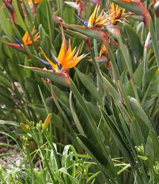 Sans Marque - Strelitzia reginae (oiseaux du paradis) Taille:Pot de 3 litres ? 60/80 cm - Couleur floraison:orange et bleu - Image 3