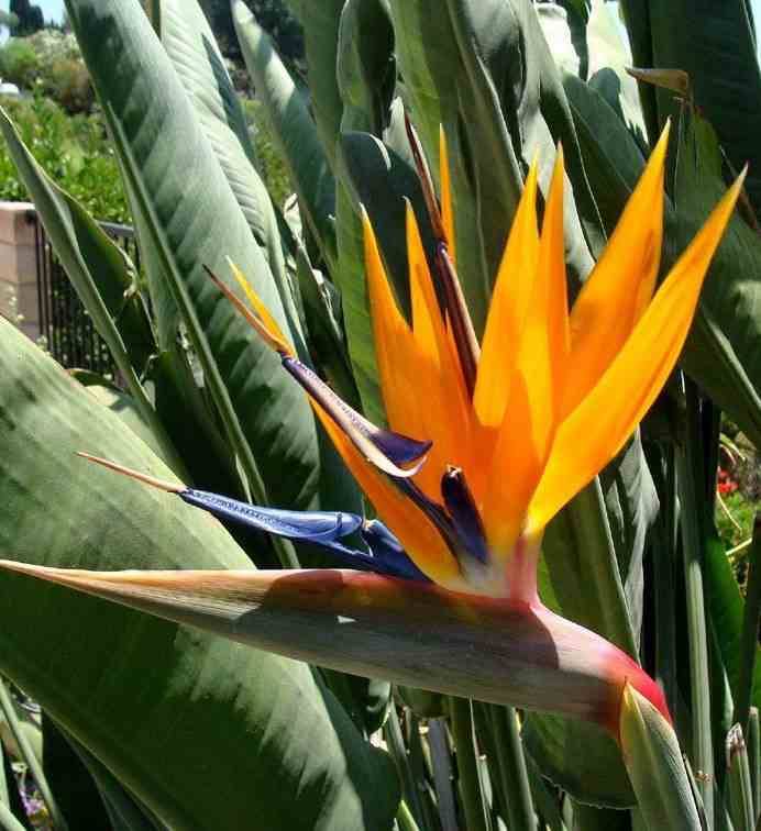 Sans Marque - Strelitzia reginae (oiseaux du paradis) Taille:Pot de 3 litres ? 60/80 cm - Couleur floraison:orange et bleu - Image 2