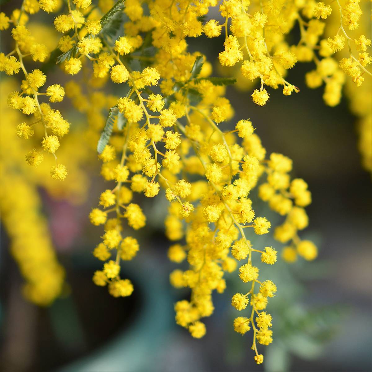 Promesse de Fleurs - Acacia baileyana - Mimosa de Bailey Pot de 4L/5L