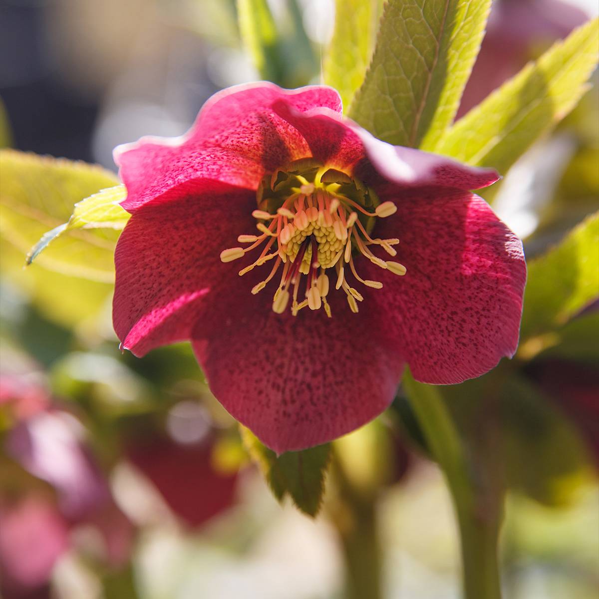 Promesse de Fleurs - Hellébore hybridus Red Hybrids Godet de 8/9 cm