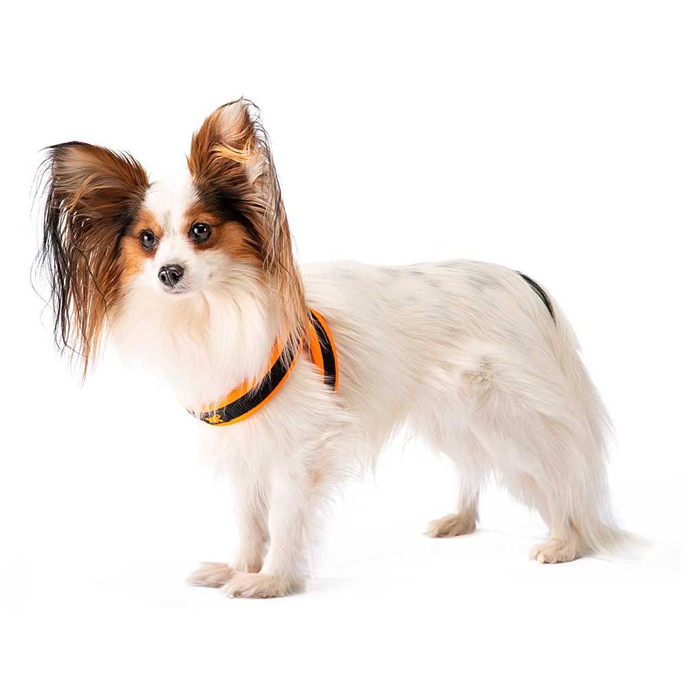 Ferplast - Ferplast Harnais ergonomique pour chiens AGILA FLUO 2, ajustement parfait, fermeture pratique avec lacet, rembourrage souple, A=B 36÷42 cm 15 mm - Image 7