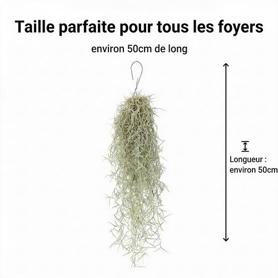 Jellyfish Set de 3 - Tillandsia Usneoides Plantes Aériennes Oursins - Image 7