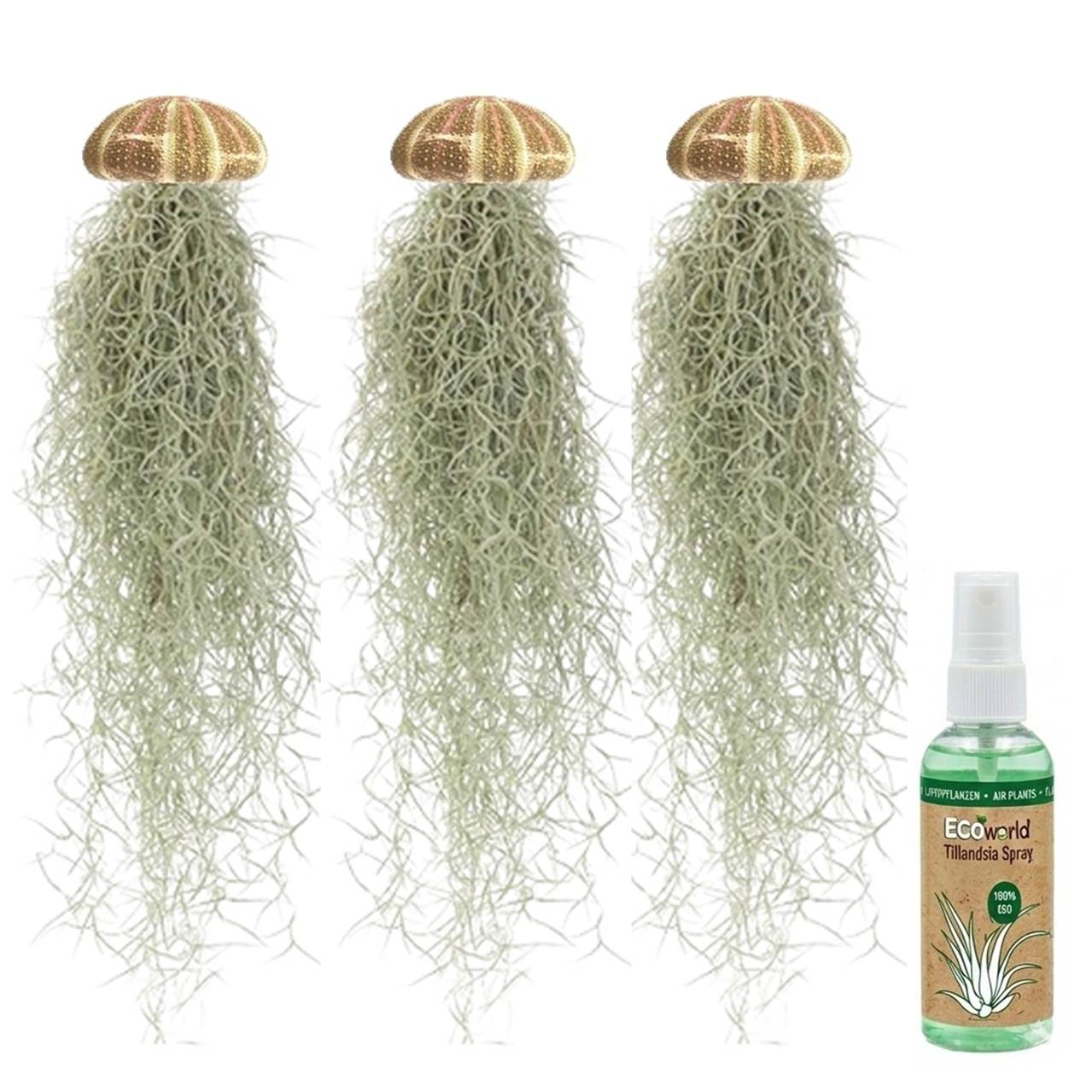 Jellyfish Set de 3 - Tillandsia Usneoides Plantes Aériennes Oursins
