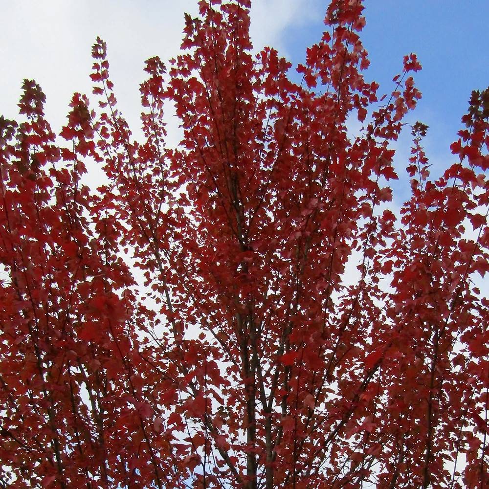 Érable rouge Armstrong, Acer rubrum - Pot de 15L - Baliveau