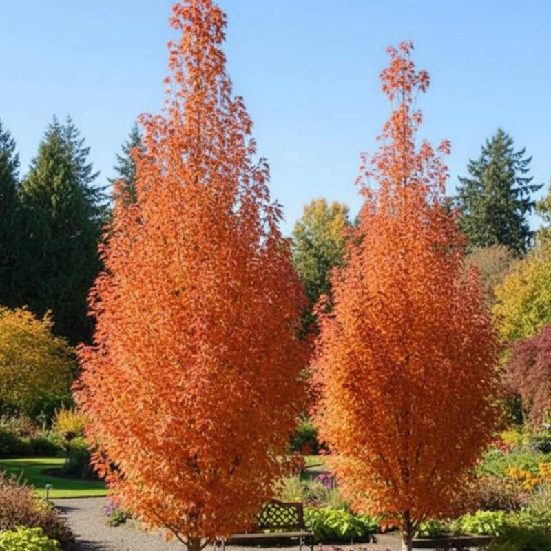 Érable rouge Armstrong, Acer rubrum - Pot de 15L - Baliveau - Image 3