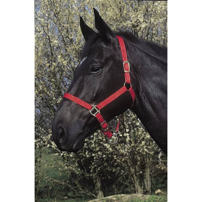 Licol double épaisseur rouge pour pur-sang