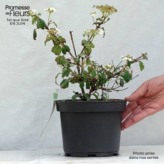 Viorne - Viburnum plicatum Summer Snow Flake Pot de 2L/3L - Image 2