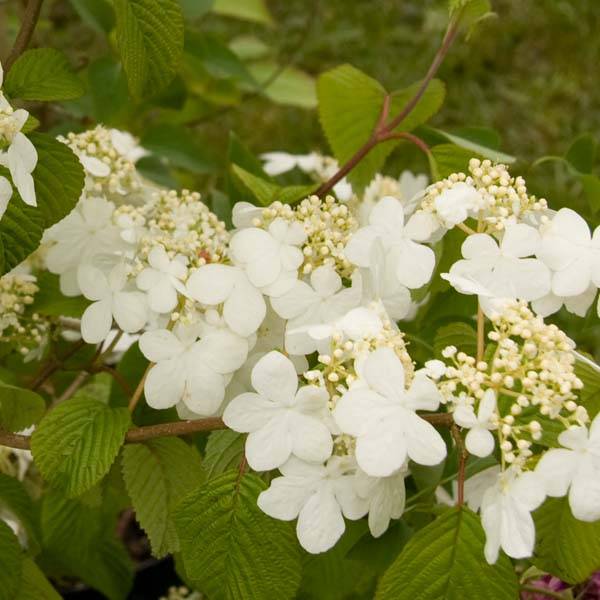 Viorne - Viburnum plicatum Summer Snow Flake Pot de 2L/3L - Image 1