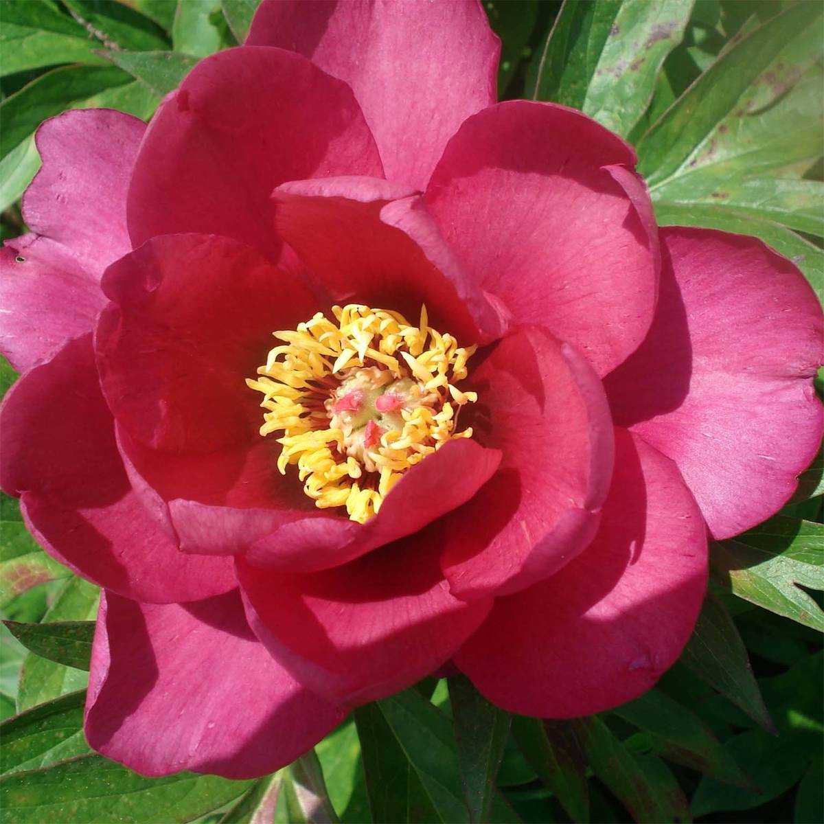 Pivoine Itoh Pink Ardour - Paeonia Pot de 3L/4L