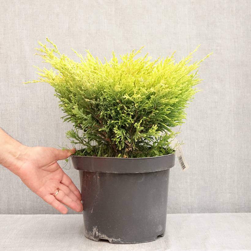 Promesse de Fleurs - Genévrier horizontal - Juniperus horizontalis Limeglow Pot de 7,5L/10L - Image 2
