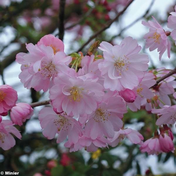 Cerisier du Japon - Prunus Accolade Pot de 18L/20L, Demi-Tige, 1/2 tige - Image 1