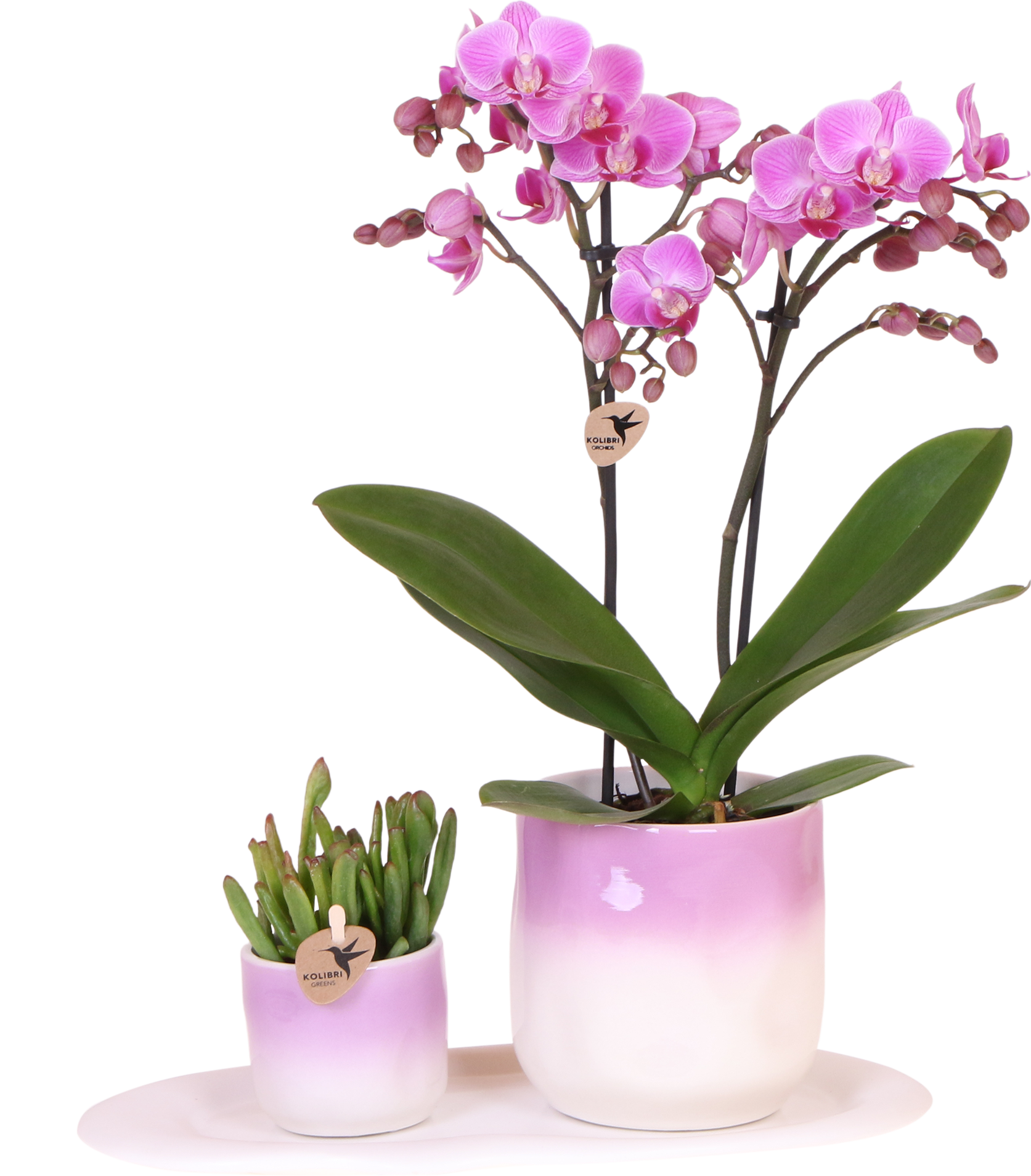 Orchidée Phalaenopsis 'Andorra' rose - Coffret avec succulente + cache-pots décoratifs - Plantes d'intérieur - Image 1