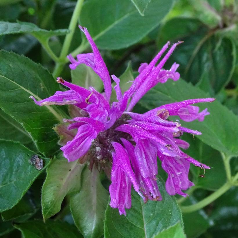 Monarda fistulosa Tetraploid - Bergamote rose Godet de 8/9 cm