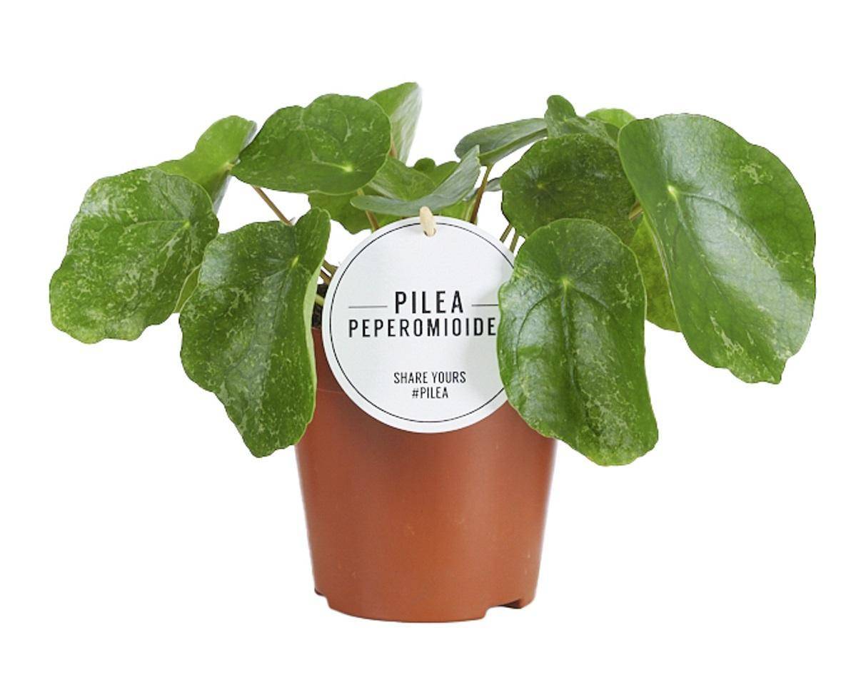 La Green Touch - Pilea Sugar - H 20 cm, pot Ø13 cm