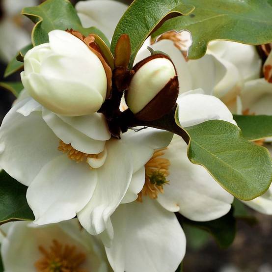Michelia yunnanensis Gail's Favorite Pot de 4L/5L