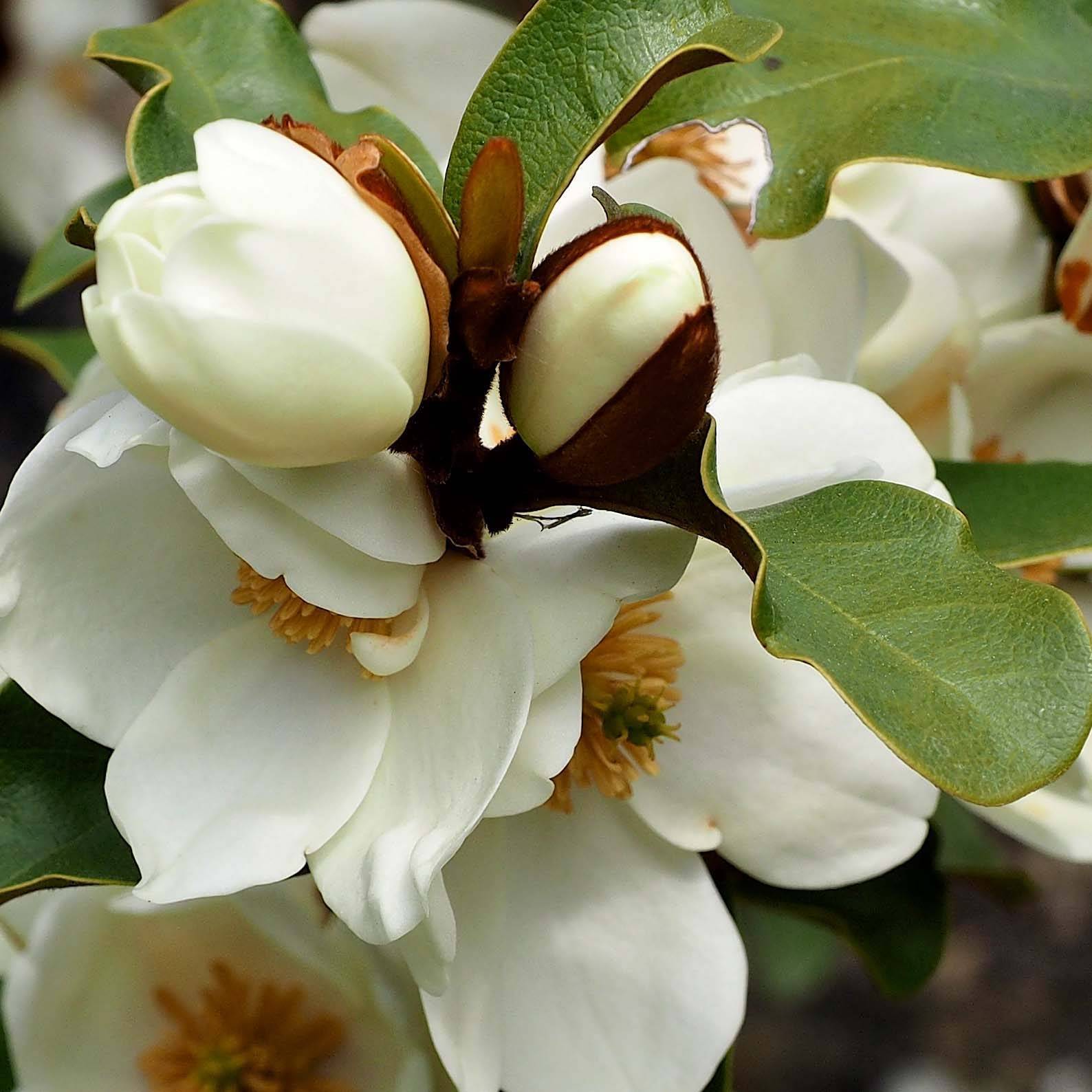 Michelia yunnanensis Gail's Favorite Pot de 4L/5L