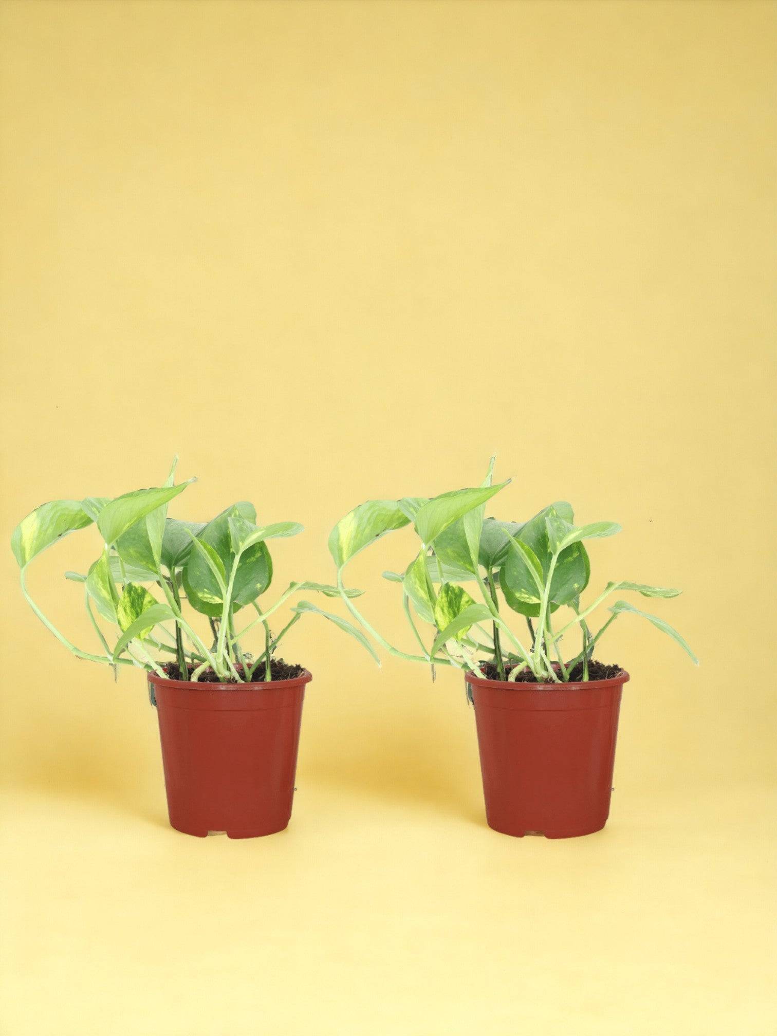 Epipremnum Aureum - D12 H20cm