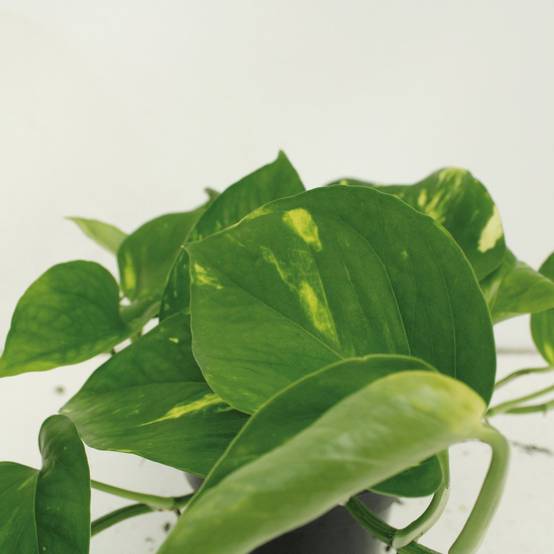 Epipremnum Aureum - D12 H20cm - Image 3