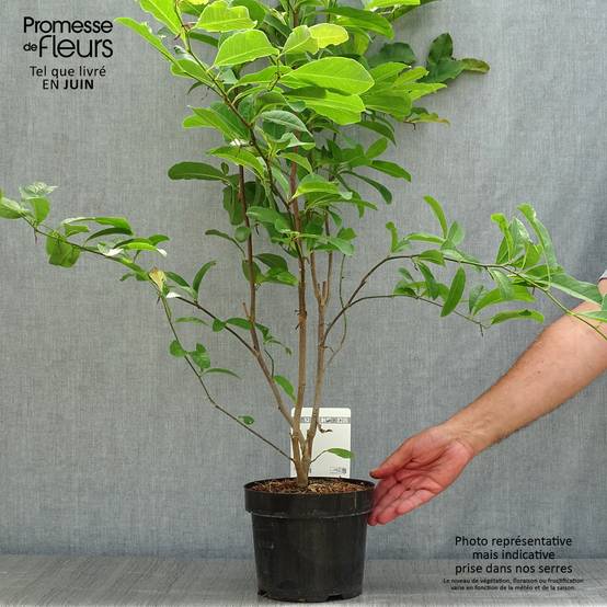 Magnolia loebneri Leonard Messel Pot de 3L/4L - Image 2