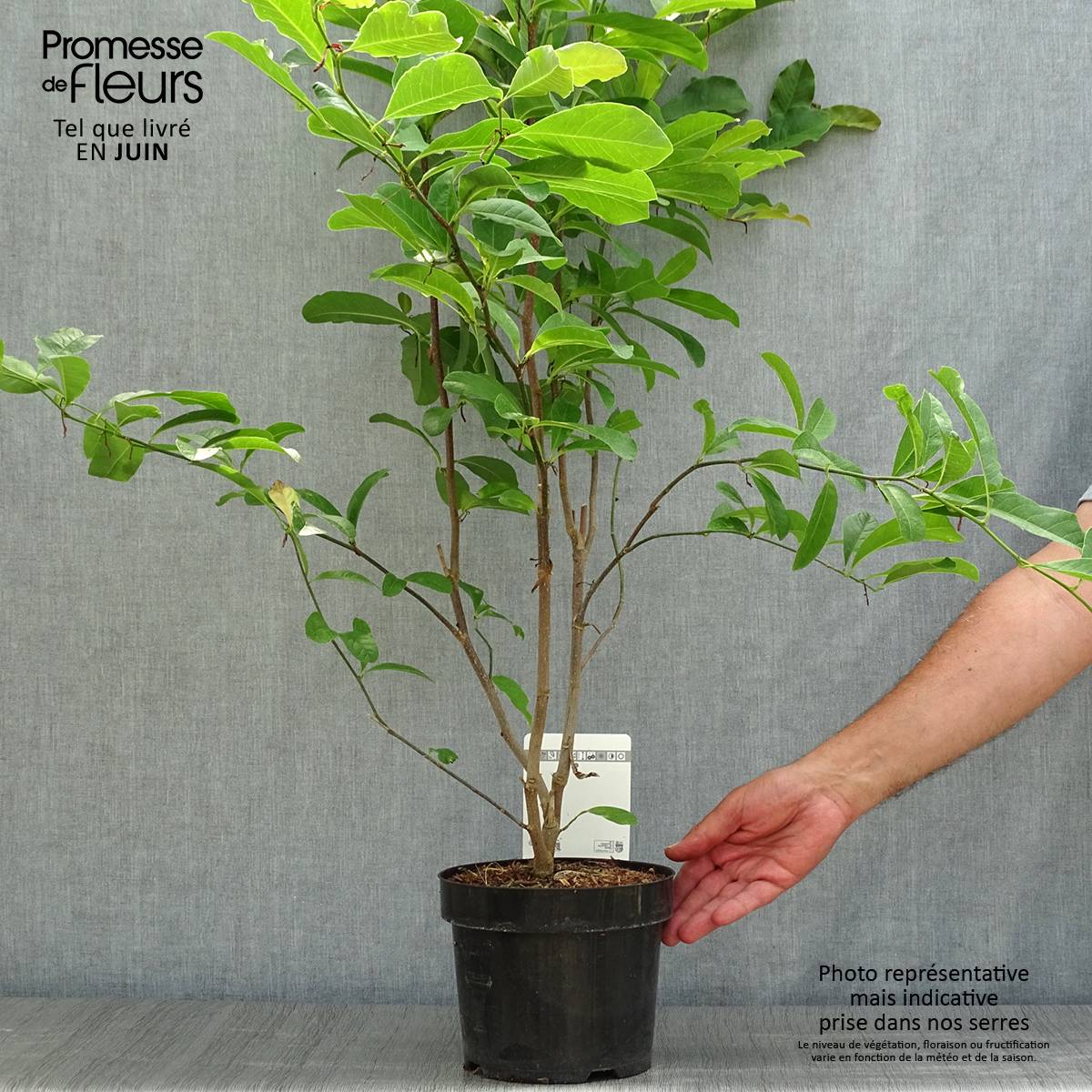 Magnolia loebneri Leonard Messel Pot de 3L/4L - Image 2