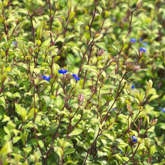 Plumbago de Willmott à fleurs Bleue - feuillage Caduc - Pot de 3L - 25/30 cm- hauteur à maturité De 0,50 m à 1,00 m - Image 1
