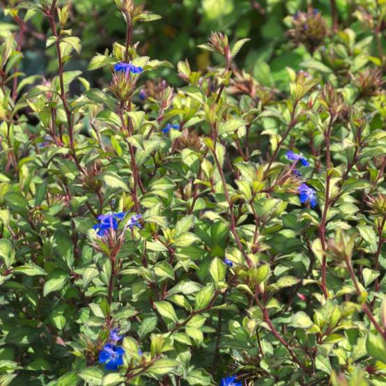 Plumbago de Willmott à fleurs Bleue - feuillage Caduc - Pot de 3L - 25/30 cm- hauteur à maturité De 0,50 m à 1,00 m - Image 3
