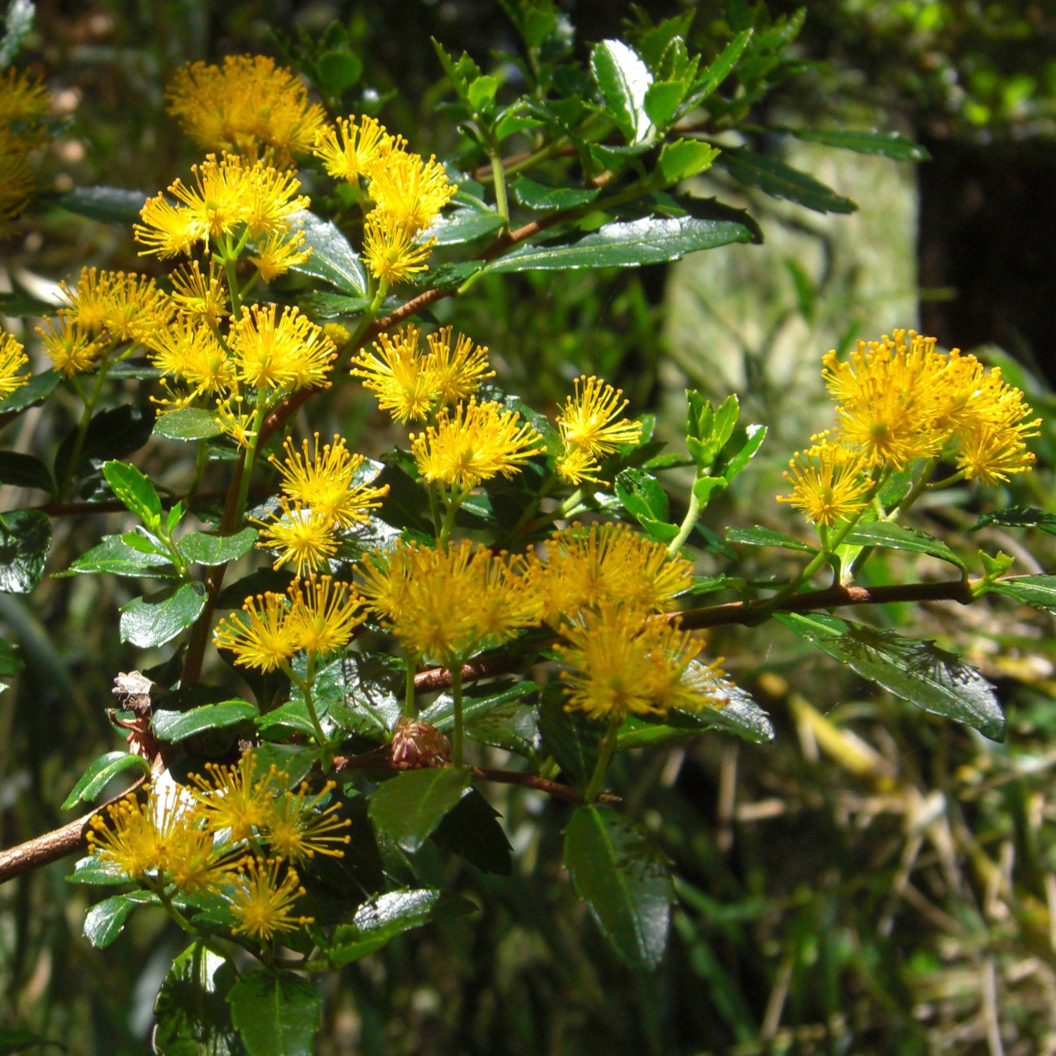 Azara serrata - Azara à dents de scie Pot de 2L/3L