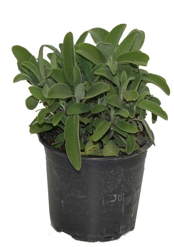 Sauge officinale pot 14 cm