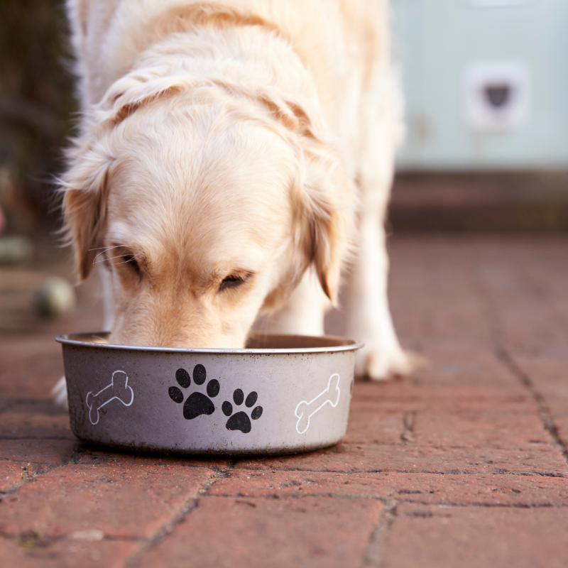 Canichef - Canichef - Terrines Sans Céréales Bio Boeuf & Légumes pour Chien - Image 2