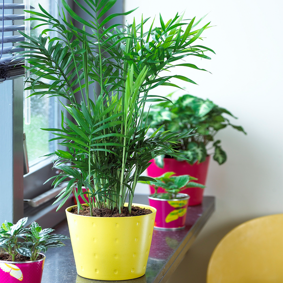Gardenersdream - Chamaedorea Elegans – Palmier D'Intérieur Plante Vivante En Pot De 13 Cm - GardenersDream - Image 1
